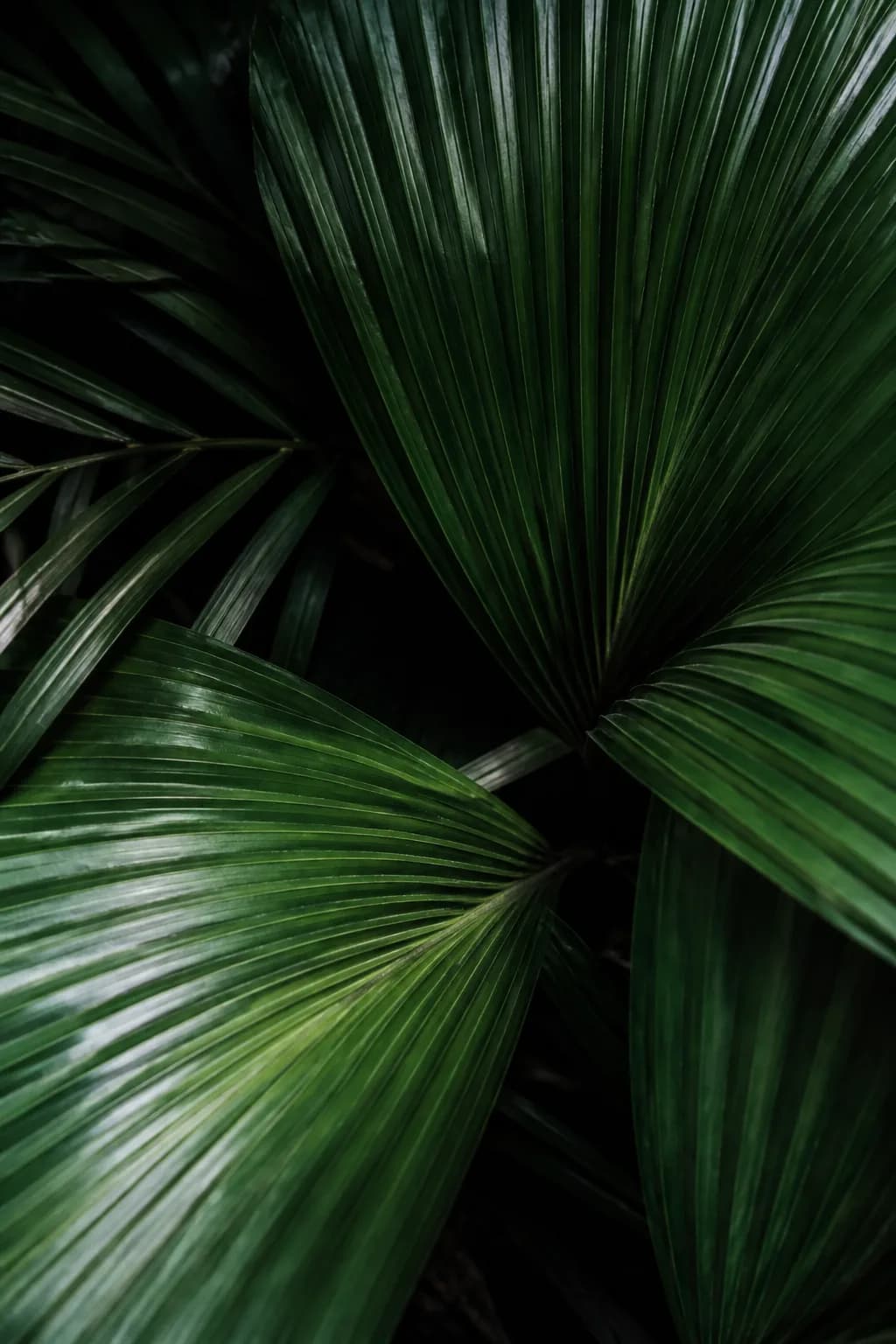 Botanical moodboard 9