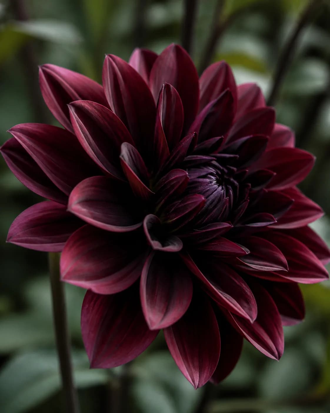 Botanical moodboard 12