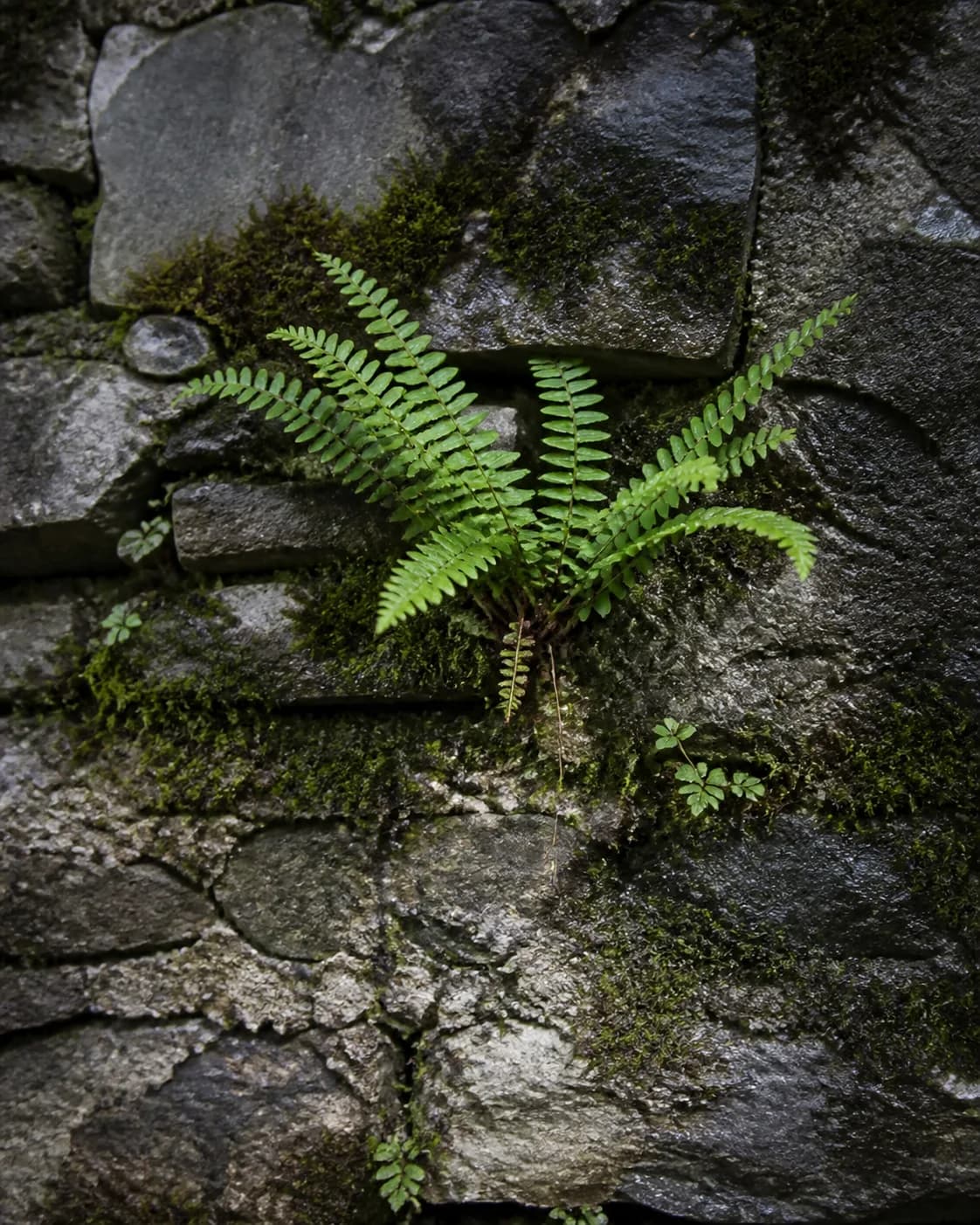 Botanical moodboard 14